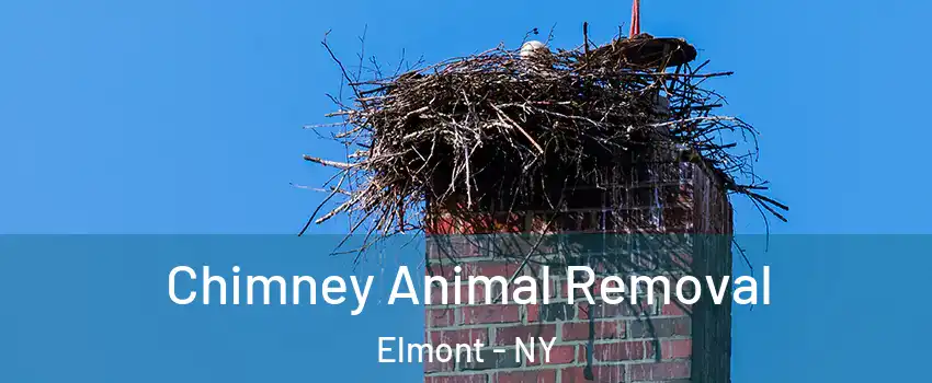 Chimney Animal Removal Elmont - NY