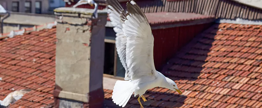 Residential Chimney Animal Removal Solution in Elmont, NY