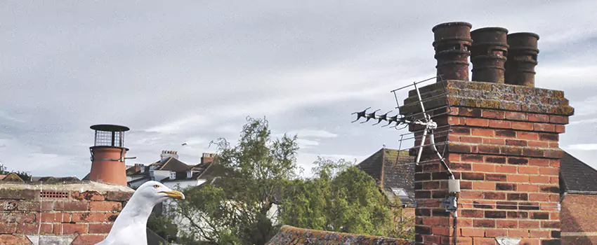 Chimney Cleaning And Restoration in Elmont, New York